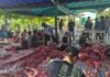 Sapi