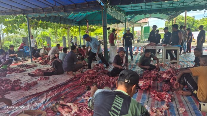 Sapi